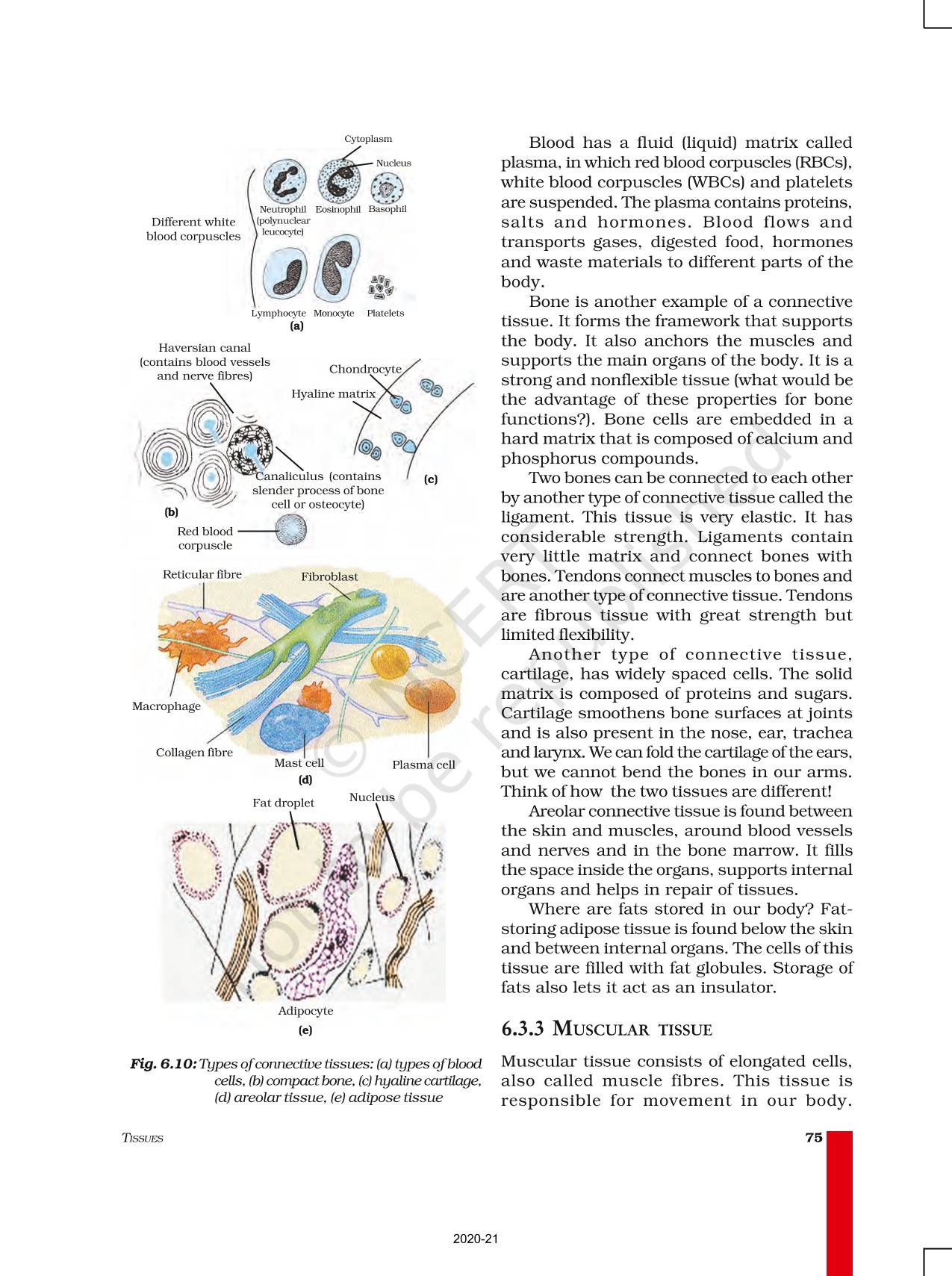 Tissues - NCERT Book Of Class 9 Science